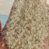 برنج عنبربو / عنبر بو کامفیروزی با عطر و طعم خوب