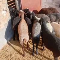 گوسفند بره