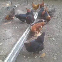 تعدادی مرغ تخمگذارنژادبلک استار