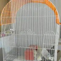 قفس