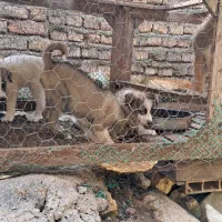 سگه گله|سگ|علیآباد کتول, |دیوار