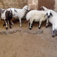 بره .نر