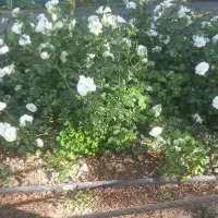 باغبانی