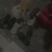 سگ. داکوتای نژاد روباهی