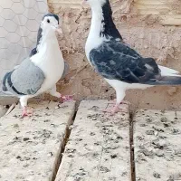 کبوتر بدرنگ دستگردی