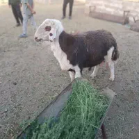 قوچ پلنگی