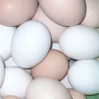 تخم مرغ خانگی