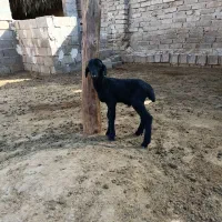 بره