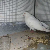 کبوتر دم دار