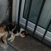 واگذاری گربه
