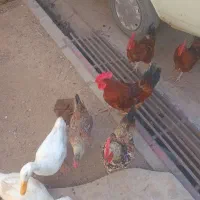 مرغ و خروس
