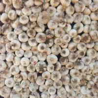 سیر درجه یک خوزستان