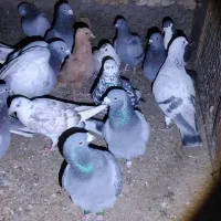 کبوتر سبزومگس