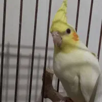 عروس هلندی لوتینو