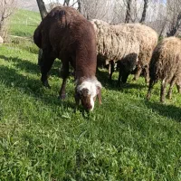قوچ گله|حیوانات مزرعه|دهگلان, |دیوار
