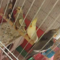 یک جفت عروس مولد به همراه دوتا جوجه