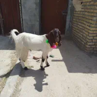 بزغاله نر عروسک