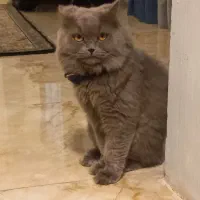 پرشین آنفولد لانگ هیر