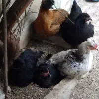 مرغ خروس