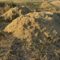 فروش کاه گاودانه