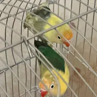 جفت کوتوله مولد پاربلو