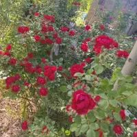 هرس انواع گل درخت کاشتن انواع گل‌ و نهال