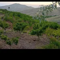 زمین-باغ