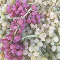 اجاره-باغ-انگور-ایستاده