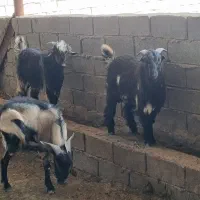 کهره،بیگ،بزغاله
