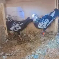 جفت سلیمونی