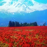 تلوزیون اسنوا سایز55 تو کارتن آک زیر قیمت بازار