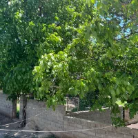 زمین مسکونی تک برگ سند