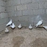 کبوترسفید