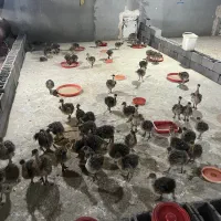 جوجه شترمرغ