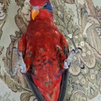 طوطی گرینچیک ملنگو اوپال راهب شاه لوری ماده کاسکو