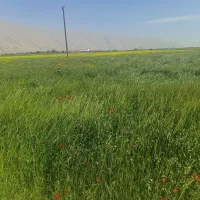 شریک برای کاشت زمین