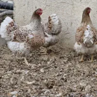ویاندوت سیلور  بلورد