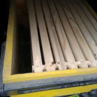 کلنی زنبور عسل