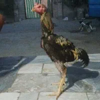 خروس لاری اصیل