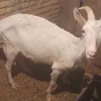 بز وکهر سانن از پدر ومادر اصل پور شیر ده