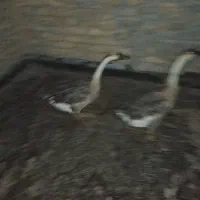 قوقاز نر و ماده