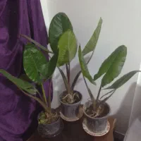 گل باباآدم خیلی سرحال