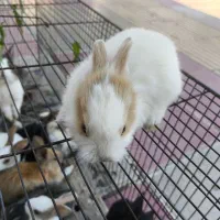 خرگوش ناز و خشگل
