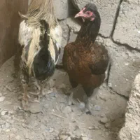 مرغ و خروس