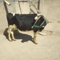 گاو گوساله ماده مالچه