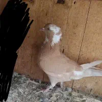 کفتر رنگی همه چی تموم