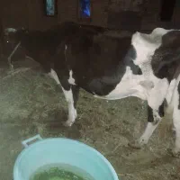 گاو. گوساله