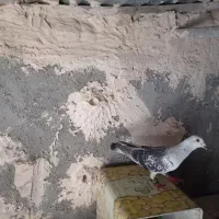 شامی|پرنده|مشهد, پنجتن|دیوار