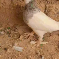 کبوتر نر طوقی عتیقه