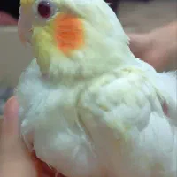 جوجه عروس سرلاکی